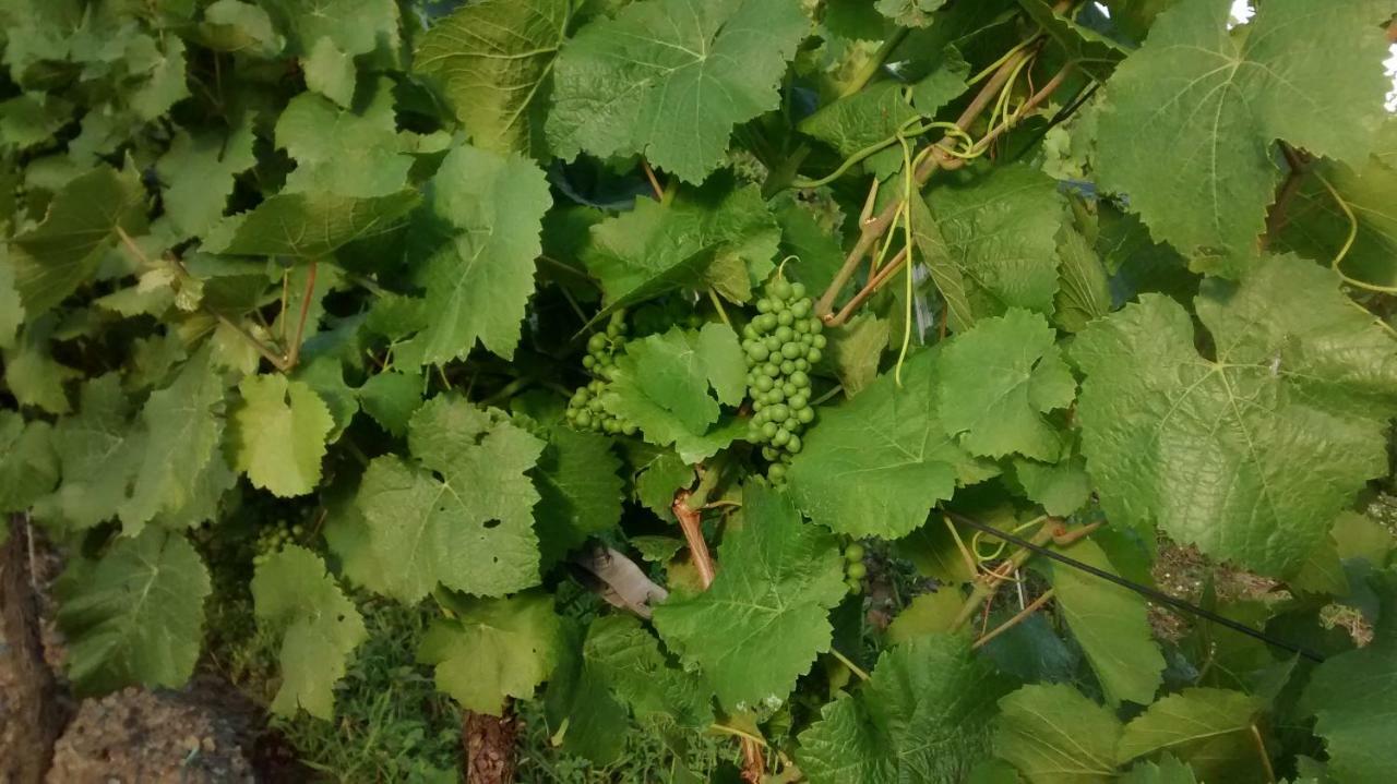 فيلا Weingut Sauer-Kettermann إنكيرش المظهر الخارجي الصورة